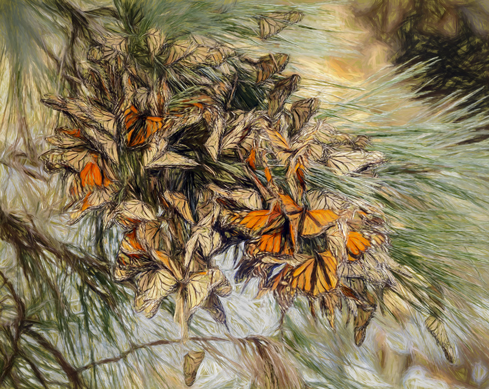 Alan Hart_Monarchs Wintering In PG