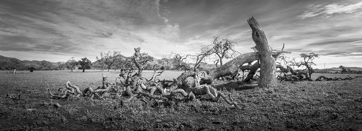 Fred Aron_Fallen Oak